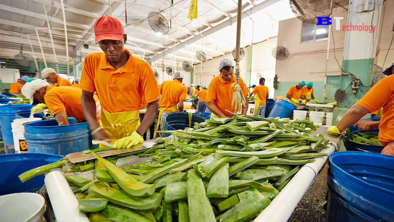 芦荟种植收获加工全过程,食品加工厂