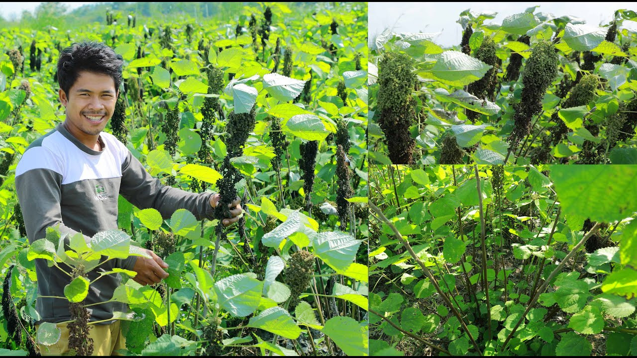 这种植物叫苎麻,能做衣服能做鞋,一年穿不烂,奶奶那辈才知道