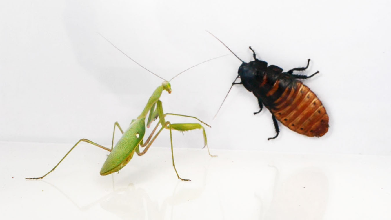 矛与盾的对决:当螳螂遭遇拥有盔甲的巨型蟑螂