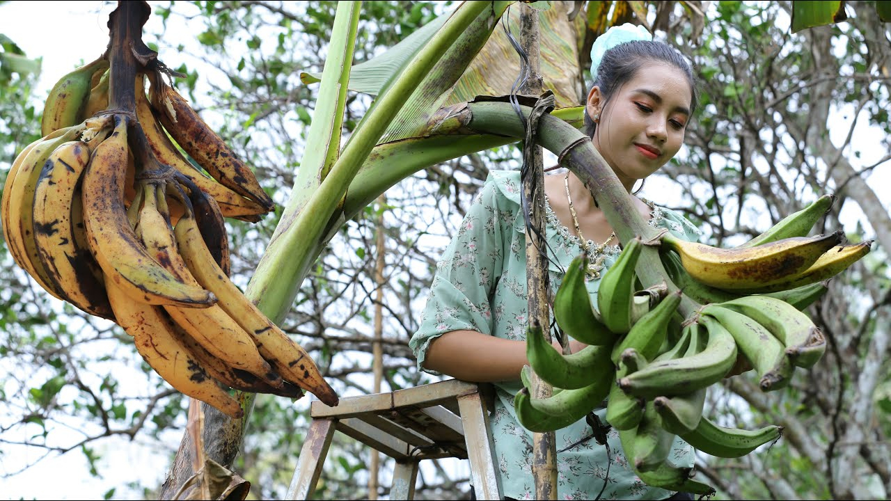 大串香蕉挂满树,摘香蕉都把菲律宾姑娘给累坏了,连根熟的就是香甜