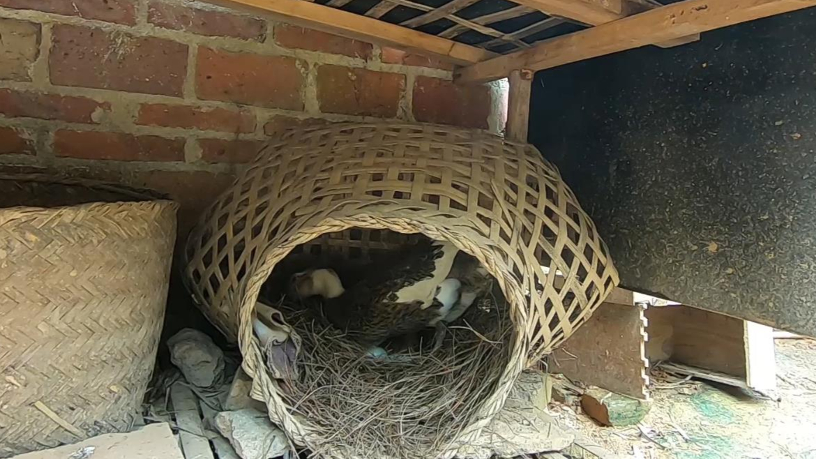 鸭子没有窝跑别处去生蛋简单给它做个窝很快就捡到鸭蛋了