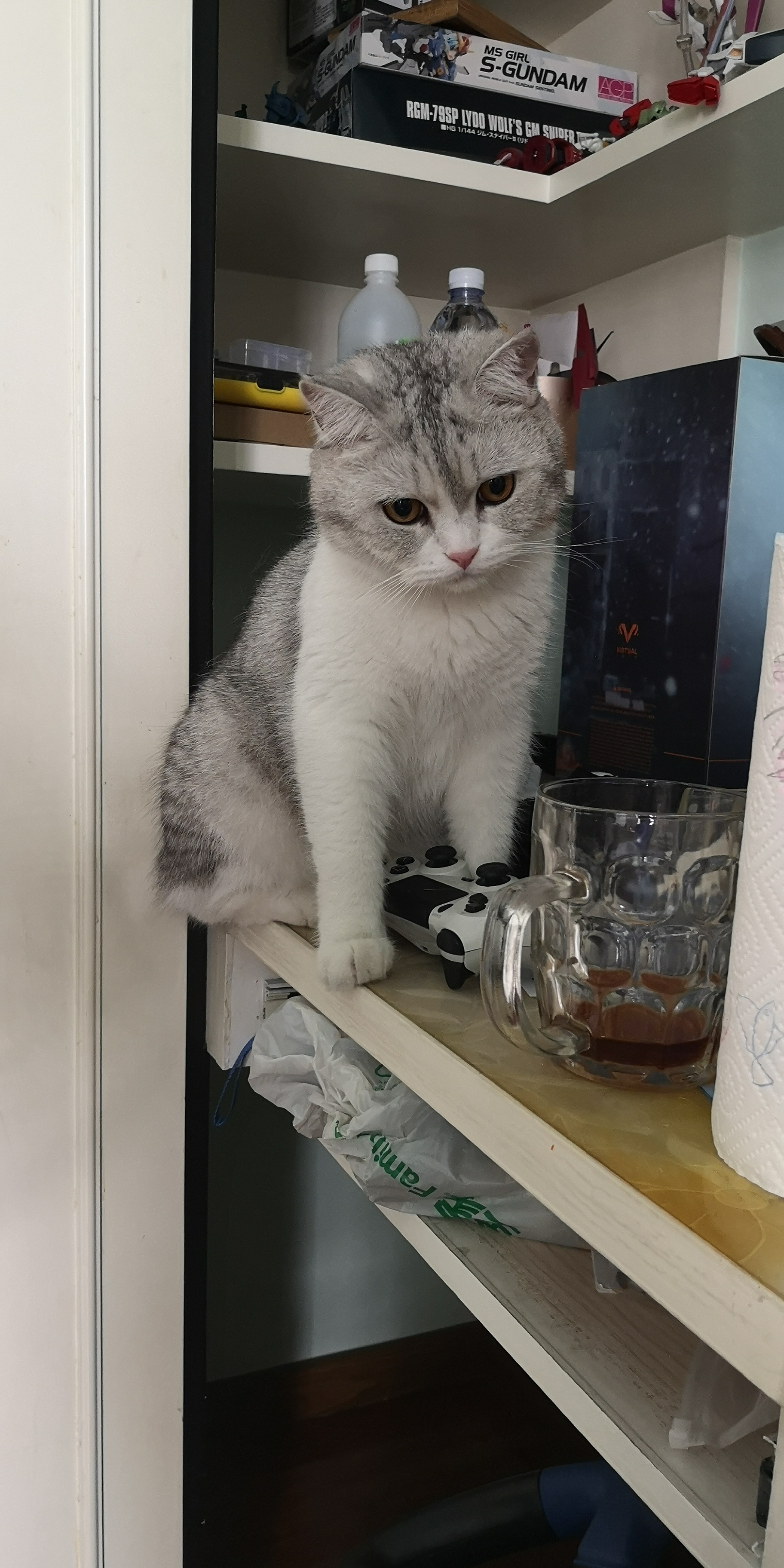 一岁半英短虎斑找新家,小宠领养希望给猫咪找个好人家