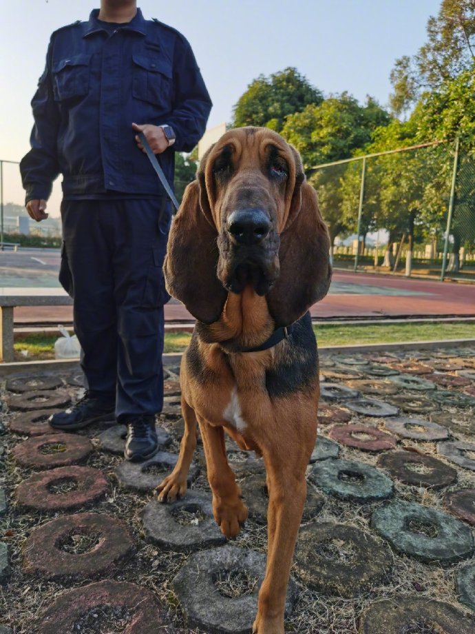 广东警犬引入新品种成员