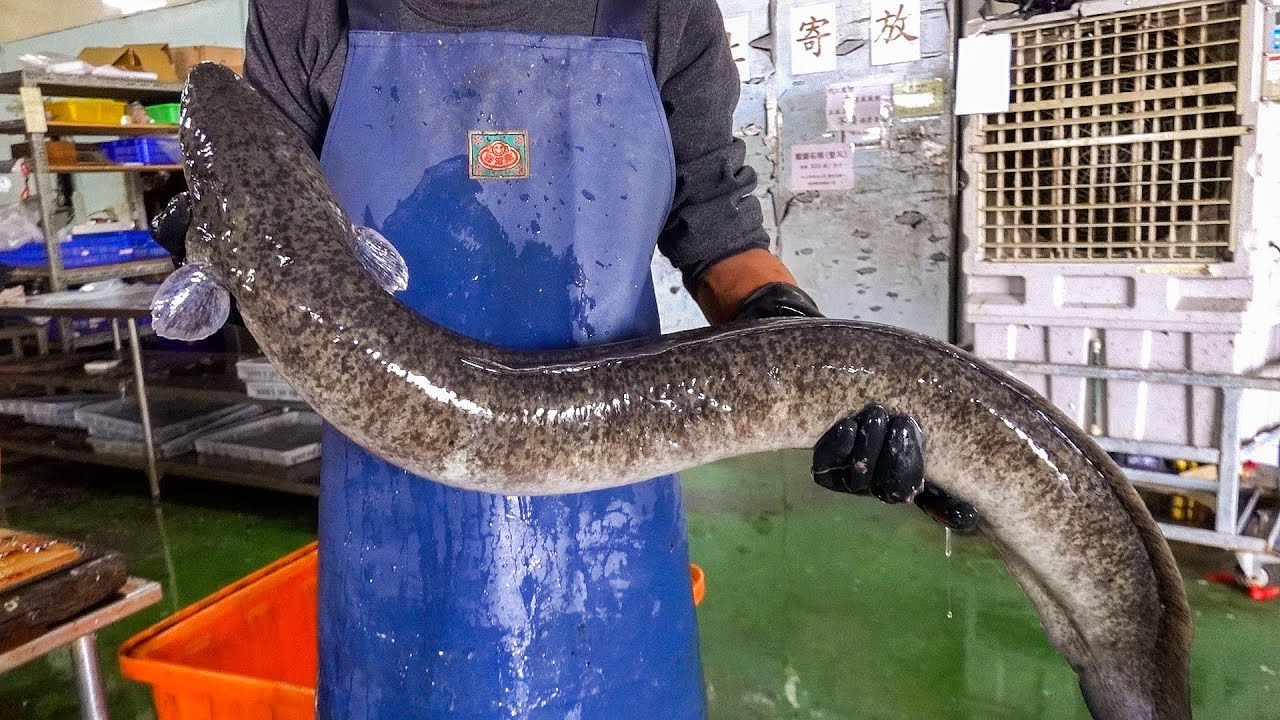 切个大鳗鱼,顺便炸一下.giant eel cutting skills, giant eel st