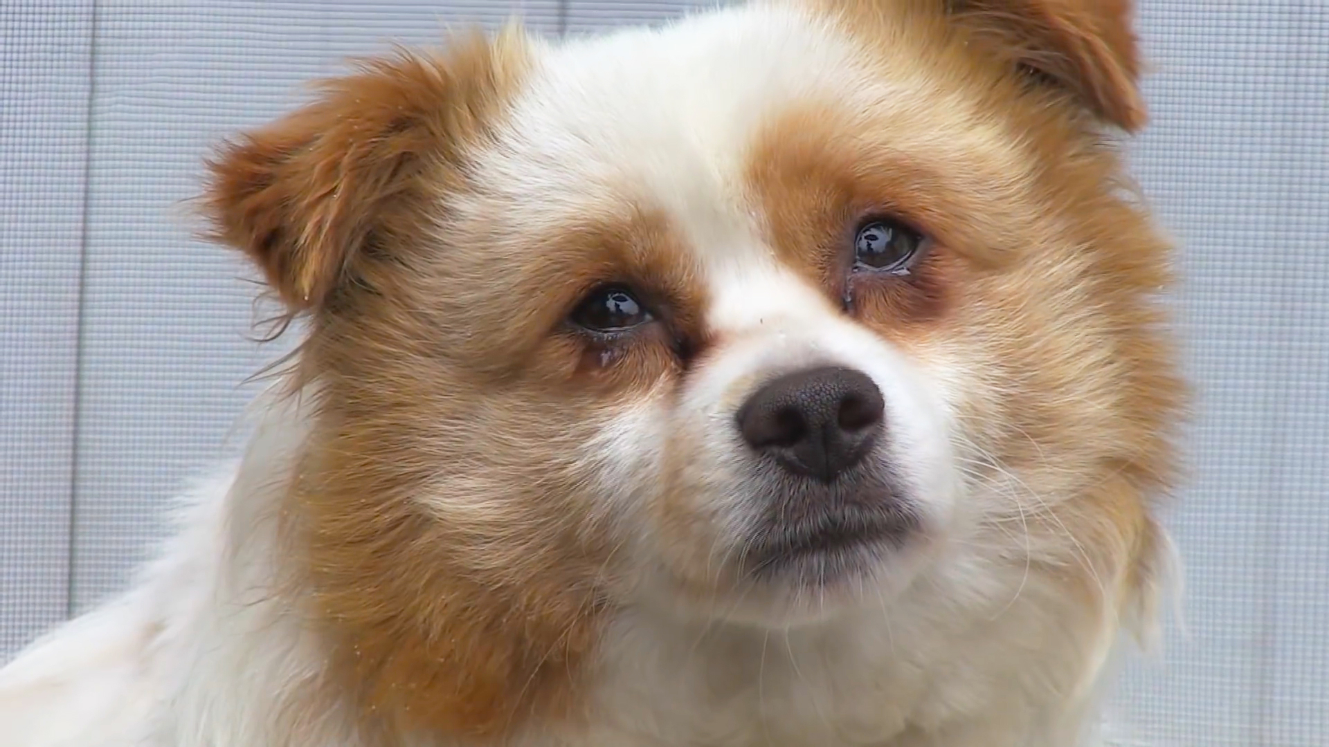 狗狗被遗弃在饭店,每天悲伤的哭泣,最终被善良的店老板收养