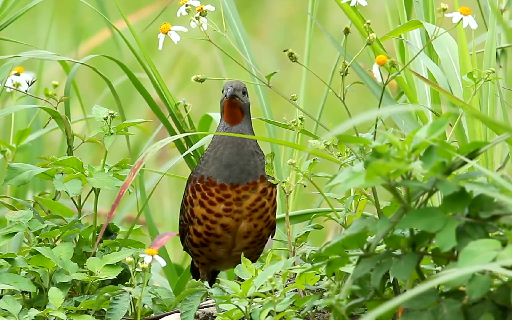 竹鸡大声叫:美国坏,美国坏!