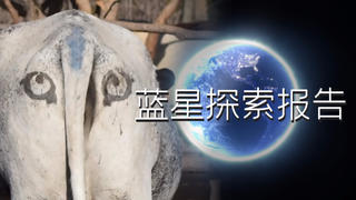 【基德】猴子也喜欢赌博,长颈鹿为什么更容易被雷劈