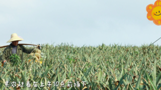 鼎龙·天海湾徐闻菠萝春日礼遇|菠萝的海究竟有多壮观?