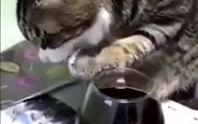 猫咪偷喝红酒