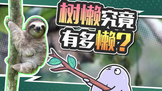 50%的树懒因为拉粑粑而死,这到底是咋回事?