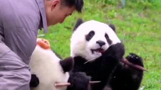 给大熊猫擦嘴有多难
