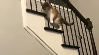 安全意识很强的猫