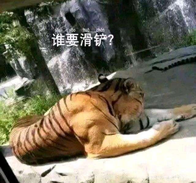 滑铲老虎表情包图片