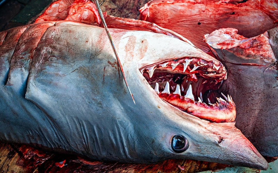 韩国渔民捕获的超巨型食人鲨鱼,上岸直接屠宰