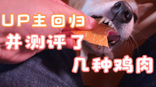 UP主正式回归,并品鉴了大量美味鸡肉,坐骑靠边站!