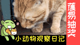 吸猫!这一口太上头了