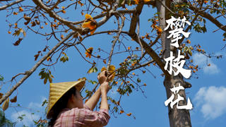 万能配菜攀枝花,可拌可炒,软滑又清爽【滇西小哥】