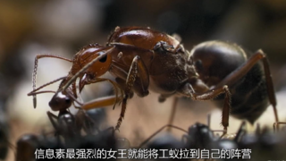 【纪录片】【捕猎皇后】【S01E03】【中英字幕】【1080P】【2021】