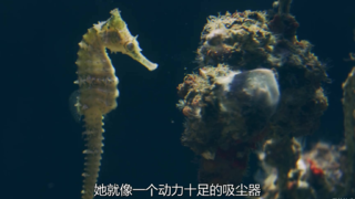 【纪录片】【捕猎皇后】【S01E04】【中英字幕】【1080P】【2021】