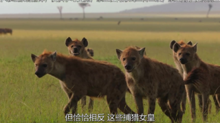 【纪录片】【捕猎皇后】【S01E05】【中英字幕】【1080P】【2021】