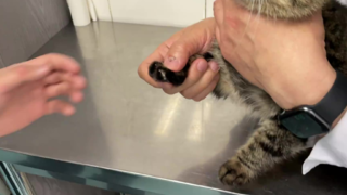 猫的正确剪指甲方法