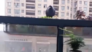 这个鸟在哪买的