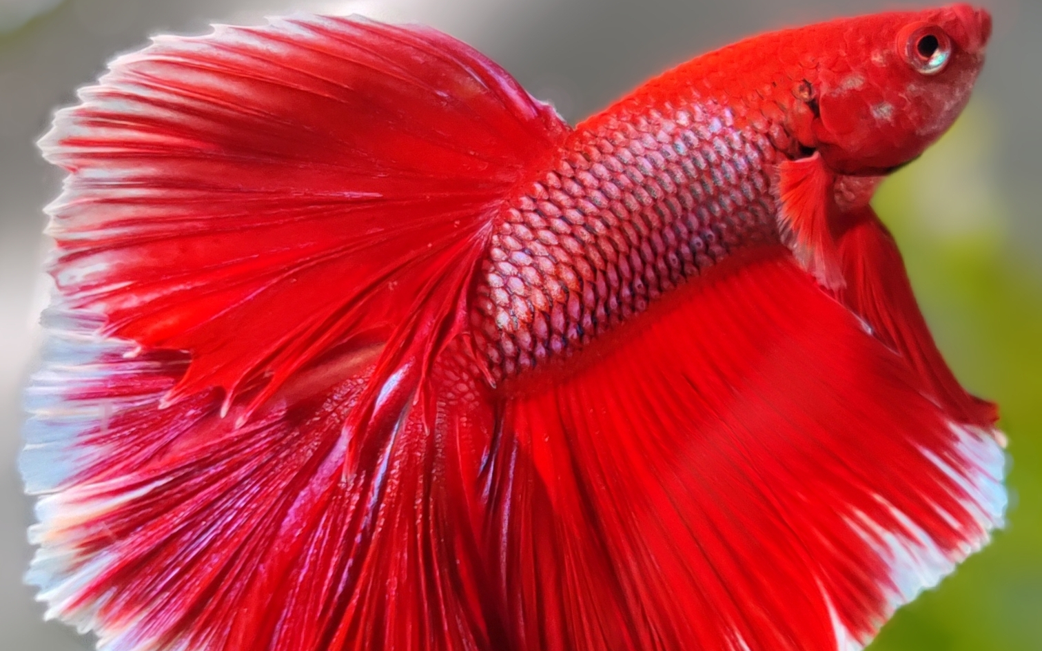 泰国斗鱼紫红蝶超半月超美的花瓣尾