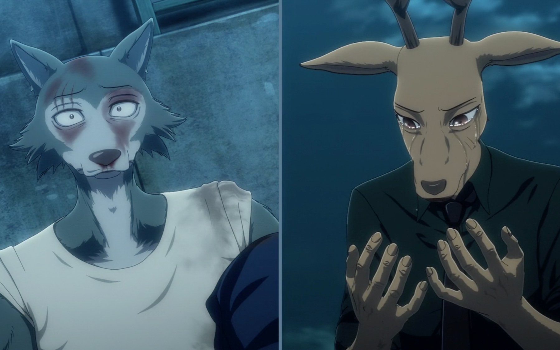 「beastars/amv」春,对不起,第二季是属于狼鹿的