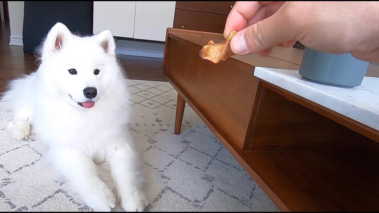 在狗狗面前慢慢的吃零食