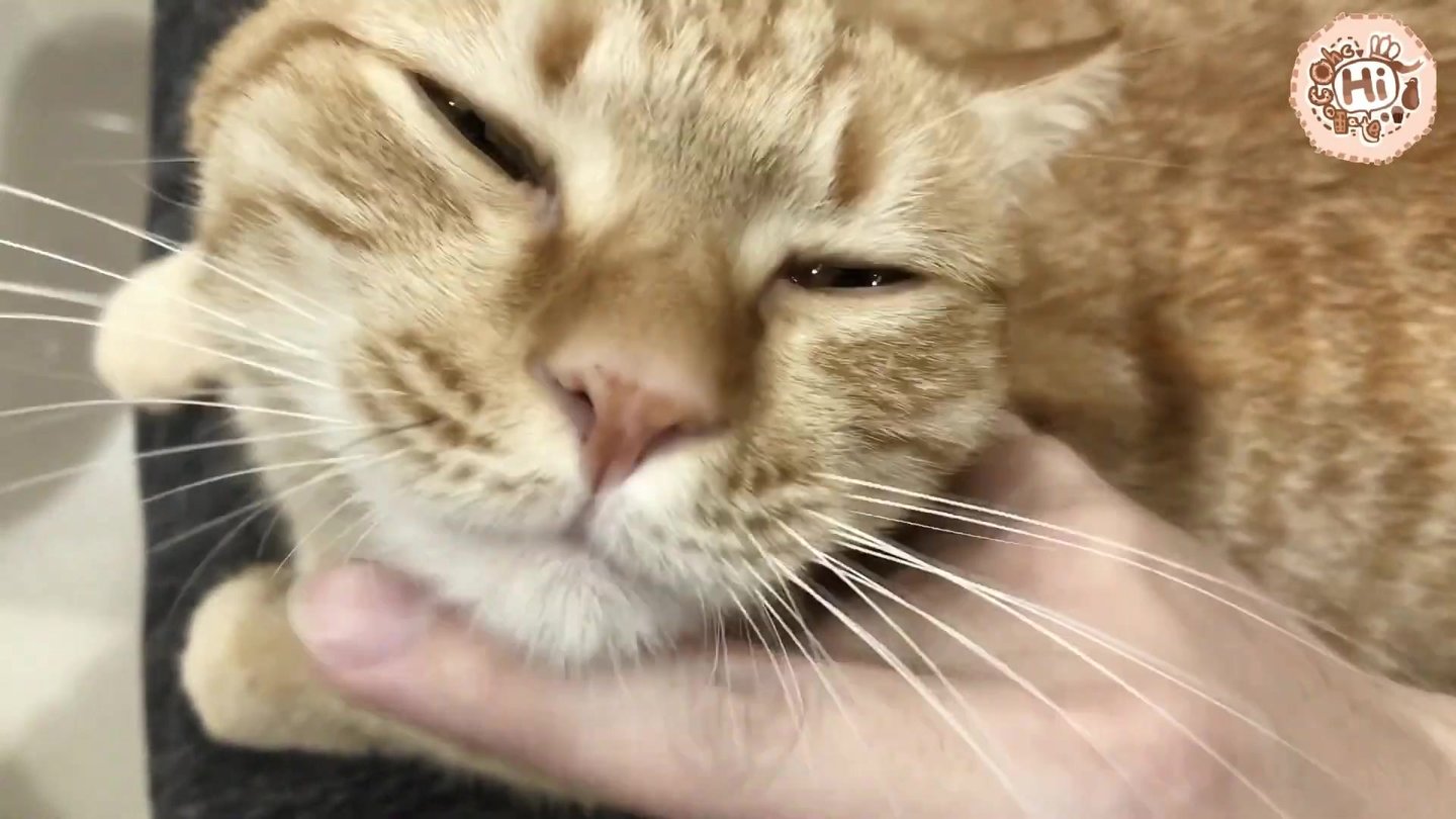 【巧克力】『橘子冰的日常』- 橘子冰的洗头时间! 卖萌猫咪ouo